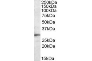Sstaining of Mouse Liver lysate using Anti-TREM2 antibody at 0. (TREM2 anticorps  (Internal Region))