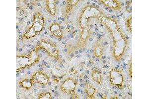 Immunohistochemistry of paraffin-embedded Mouse kidney using FHL1 Polyclonal Antibody at dilution of 1:100 (40x lens). (FHL1 anticorps)