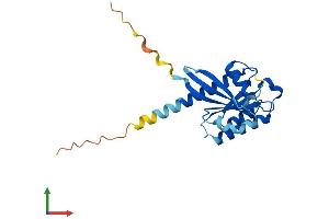 AlphaFold protein structure predicition of Human Recombinant RAB17 Protein, UniprotID Q9H0T7