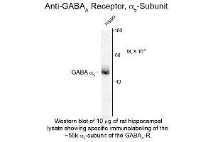 Western blot of GABAA Receptor a 5 Antibody Western Blot of Rabbit anti-GABAA Receptor a 5 Antibody.