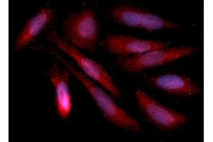 Immunofluorescence (IF) image for anti-Annexin A4 (ANXA4) (AA 1-321) antibody (APC) (ABIN5564829) (Annexin IV anticorps  (AA 1-321) (APC))