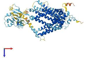 AlphaFold protein structure predicition of Mouse Recombinant Slc44a2 Protein, UniprotID Q8BY89