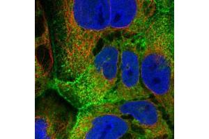 Immunofluorescent staining of CACO-2 with VIL1 polyclonal antibody  (Green) shows positivity in plasma membrane and nucleus but excluded from the nucleoli. (Villin 1 anticorps)