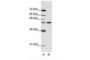 Image no. 1 for anti-Neuromedin U Receptor 2 (NMUR2) (N-Term) antibody (ABIN202471)