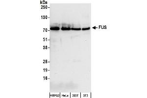 Western Blotting (WB) image for anti-Fused in Sarcoma (FUS) (AA 1-50) antibody (ABIN7454607)