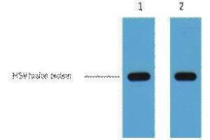 Western Blotting (WB) image for anti-HSV Tag antibody (ABIN3181087) (HSV Tag anticorps)