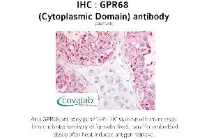 Image no. 1 for anti-G Protein-Coupled Receptor 68 (GPR68) (2nd Cytoplasmic Domain) antibody (ABIN1735152) (GPR68 anticorps  (2nd Cytoplasmic Domain))