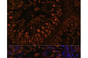 Immunofluorescence analysis of Rat testis using FER1L5 Polyclonal Antibody at dilution of 1:100. (FER1L5 anticorps)