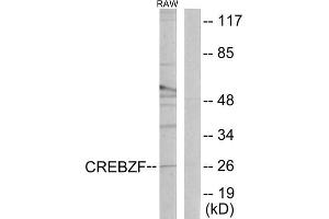 Western blot analysis of extracts from RAW264. (CREBZF anticorps  (C-Term))