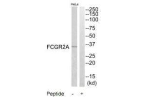 Western blot analysis of extracts from HeLa cells, using FCGR2A antibody.