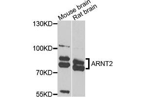 Western blot analysis of extracts of various cell lines, using ARNT2 antibody (ABIN5975251) at 1/1000 dilution.