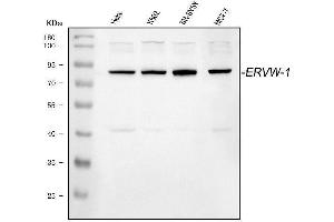 Western blot analysis of ERVW-1 using anti-ERVW-1 antibody (ABIN3042377).