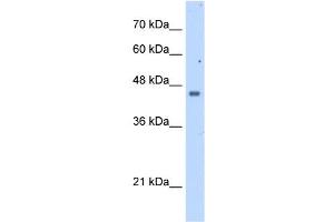 FDFT1 antibody used at 2. (FDFT1 anticorps  (N-Term))