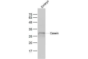 Mouse embryo lysates probed with Casein Polyclonal Antibody, Unconjugated  at 1:300 dilution and 4˚C overnight incubation.