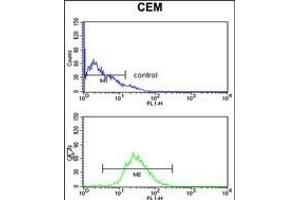HS Antibody (C-term) (ABIN1881440 and ABIN2842439) flow cytometry analysis of CEM cells (bottom histogram) compared to a negative control cell (top histogram).