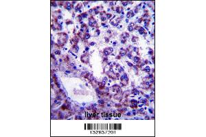 PLSCR4 Antibody immunohistochemistry analysis in formalin fixed and paraffin embedded human liver tissue followed by peroxidase conjugation of the secondary antibody and DAB staining. (PLSCR4 anticorps  (AA 122-151))
