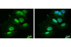 ICC/IF Image PBX1 antibody [N2C3] detects PBX1 protein at nucleus and cytoplasm by immunofluorescent analysis. (PBX1 anticorps  (Center))