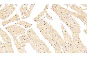 Detection of VCL in Mouse Heart Tissue using Polyclonal Antibody to Vinculin (VCL)