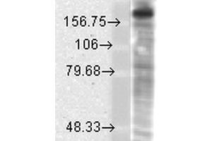 Western Blot analysis of Rat brain membrane lysate showing detection of GluN2B/NR2B protein using Mouse Anti-GluN2B/NR2B Monoclonal Antibody, Clone S59-36 . (GRIN2B anticorps  (AA 20-271) (Atto 594))
