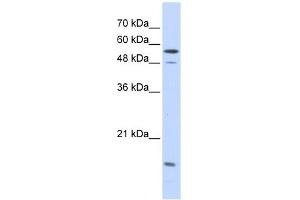 Karyopherin Alpha 2 antibody used at 1 ug/ml to detect target protein. (KPNA2 anticorps)