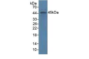 Rabbit Capture antibody from the kit in WB with Positive Control: Human serum. (APOA4 Kit ELISA)