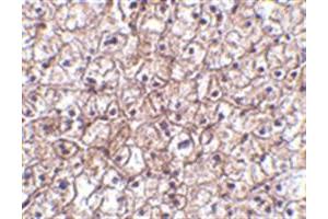 Image no. 2 for anti-Interferon, beta 1, Fibroblast (IFNB1) (Middle Region) antibody (ABIN318888) (IFNB1 anticorps  (Middle Region))