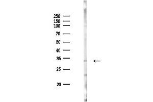 Western blot analysis of lysates from RAW264.