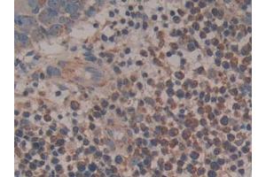 Figure. (Cytochrome C anticorps  (AA 5-100))