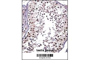 PTPRE Antibody immunohistochemistry analysis in formalin fixed and paraffin embedded human testis tissue followed by peroxidase conjugation of the secondary antibody and DAB staining.