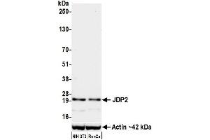 Western Blotting (WB) image for anti-Jun Dimerization Protein 2 (JDP2) (AA 50-100) antibody (ABIN7795635) (Recombinant JDP2 anticorps  (AA 50-100))