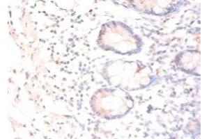 Immunohistochemistry of paraffin-embedded human small intestine tissue using ABIN7147776 at dilution of 1:50 (CNTF anticorps  (AA 4-196))