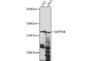 Western blot analysis of extracts of various cell lines, using GNPTAB antibody (ABIN7268770) at 1:1000 dilution.