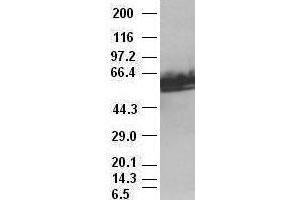 Western Blotting (WB) image for anti-Myc Proto-Oncogene protein (MYC) antibody (ABIN1497011) (c-MYC anticorps)