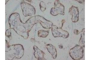 Image no. 1 for anti-Histamine Receptor H3 (HRH3) (C-Term) antibody (ABIN1493044)