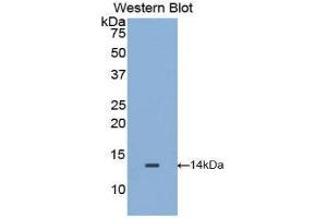 Western Blotting (WB) image for anti-Macrophage Migration Inhibitory Factor (Glycosylation-Inhibiting Factor) (MIF) (AA 4-112) antibody (ABIN1859826) (MIF anticorps  (AA 4-112))