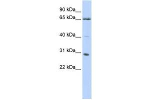 Western Blotting (WB) image for anti-Grainyhead-Like 1 (GRHL1) antibody (ABIN2457923)
