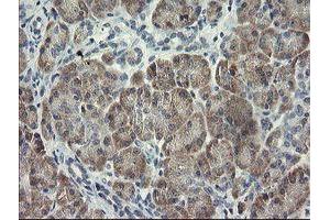 Immunohistochemical staining of paraffin-embedded Human pancreas tissue using anti-RFC2 mouse monoclonal antibody.