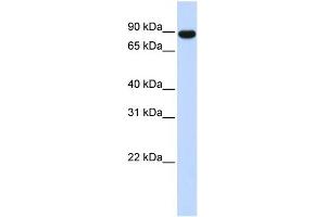 WB Suggested Anti-AKAP8 Antibody Titration: 0. (AKAP8 anticorps  (Middle Region))