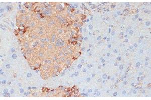Immunohistochemistry of paraffin-embedded Mouse pancreas using PTPRN2 Polyclonal Antibody at dilution of 1:100 (40x lens). (PTPRN2 anticorps)
