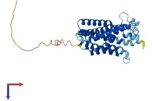 AlphaFold protein structure predicition of Human Recombinant CLN6 Protein, UniprotID Q9NWW5