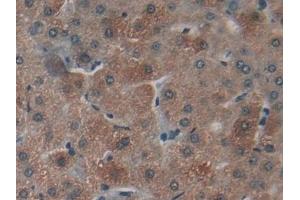 Detection of NPNT in Human Liver Tissue using Polyclonal Antibody to Nephronectin (NPNT)