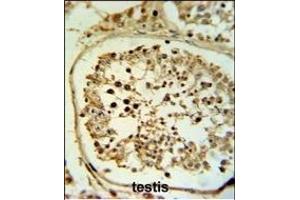 Fascin-3 Antibody (N-term) (ABIN390722 and ABIN2840998) IHC analysis in formalin fixed and paraffin embedded human testis tissue followed by peroxidase conjugation of the secondary antibody and DAB staining.