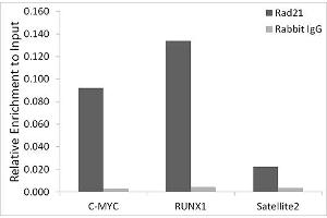 anti-RAD21 Homolog (RAD21) antibody