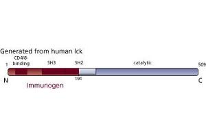Image no. 3 for anti-Lymphocyte-Specific Protein tyrosine Kinase (LCK) (AA 1-191) antibody (ABIN967742) (LCK anticorps  (AA 1-191))