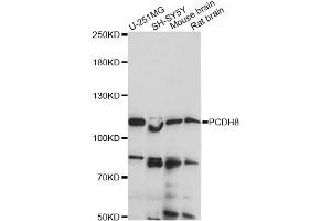 Western blot analysis of extracts of various cell lines, using PCDH8 antibody (ABIN6290811) at 1:1000 dilution. (Protocadherin 8 anticorps)