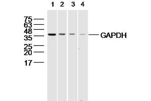 294T cell lysates probed with different dilutions of GAPDH Polyconal Antibody . (GAPDH anticorps  (AA 1-335))