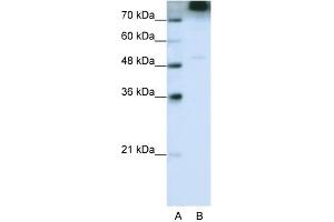 WB Suggested Anti-EIF3S9 Antibody Titration:  0. (EIF3B anticorps  (C-Term))