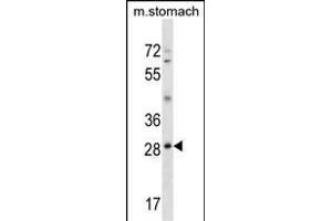 GSC Antibody (N-term) (ABIN1539330 and ABIN2850173) western blot analysis in mouse stomach tissue lysates (35 μg/lane).