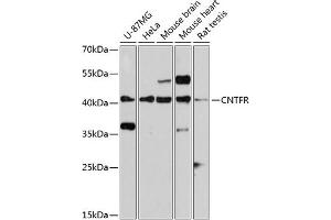 Western blot analysis of extracts of various cell lines, using CNTFR antibody (ABIN3016491, ABIN3016492, ABIN3016493 and ABIN6219761) at 1:3000 dilution. (CNTF Receptor alpha anticorps  (AA 190-340))