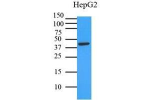 Western Blotting (WB) image for anti-Mitogen-Activated Protein Kinase 1 (MAPK1) (AA 1-360), (N-Term) antibody (ABIN492383) (ERK2 anticorps  (N-Term))